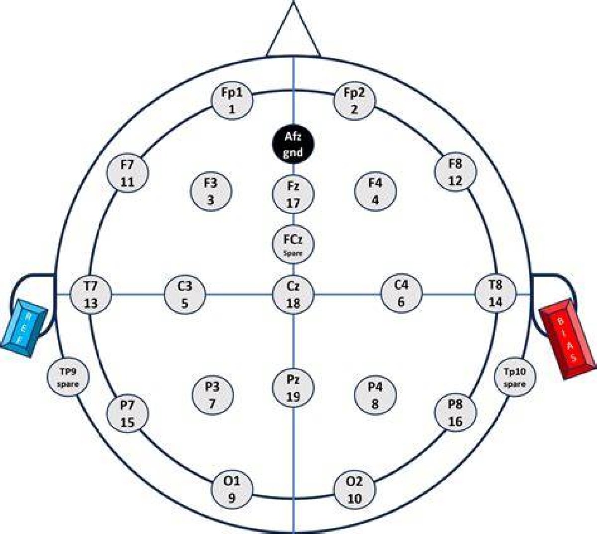 10-20 Eeg Electrode Placement Labels Quiz