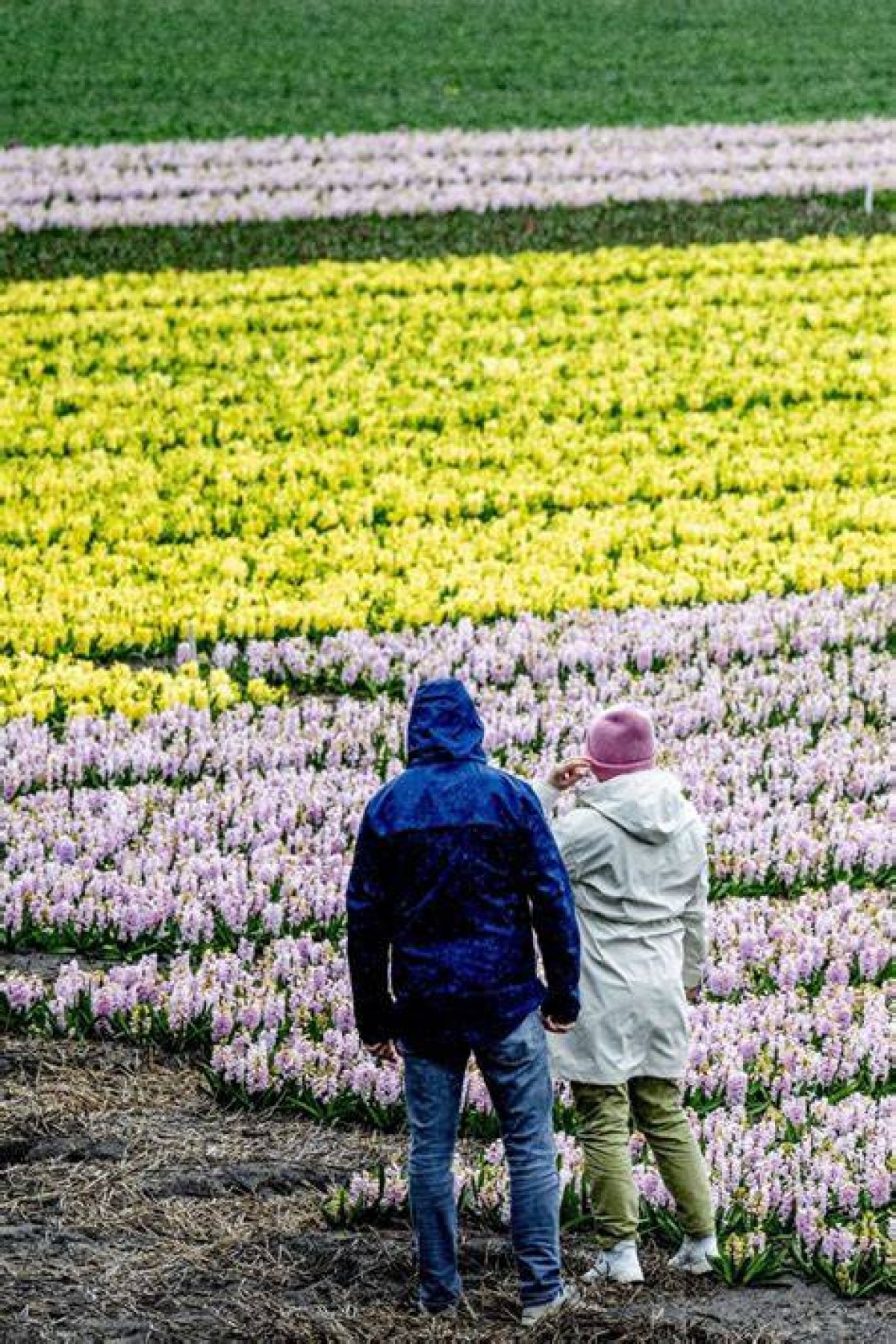 5-Minute Listening: Netherland’s Keukenhof Park – World’s Largest Tulip Garden – Launches Its 75Th Edition - Yp
