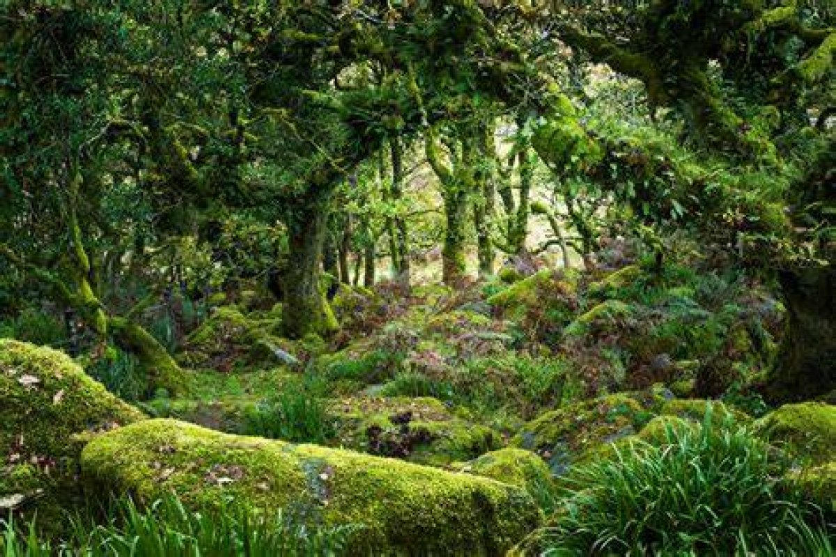 7 of the World’s Best Forest Reserves to Visit, from Germany’s Black Forest to Japan’s Yakushima Island to England’s Sherwood Forest, Robin Hood Country