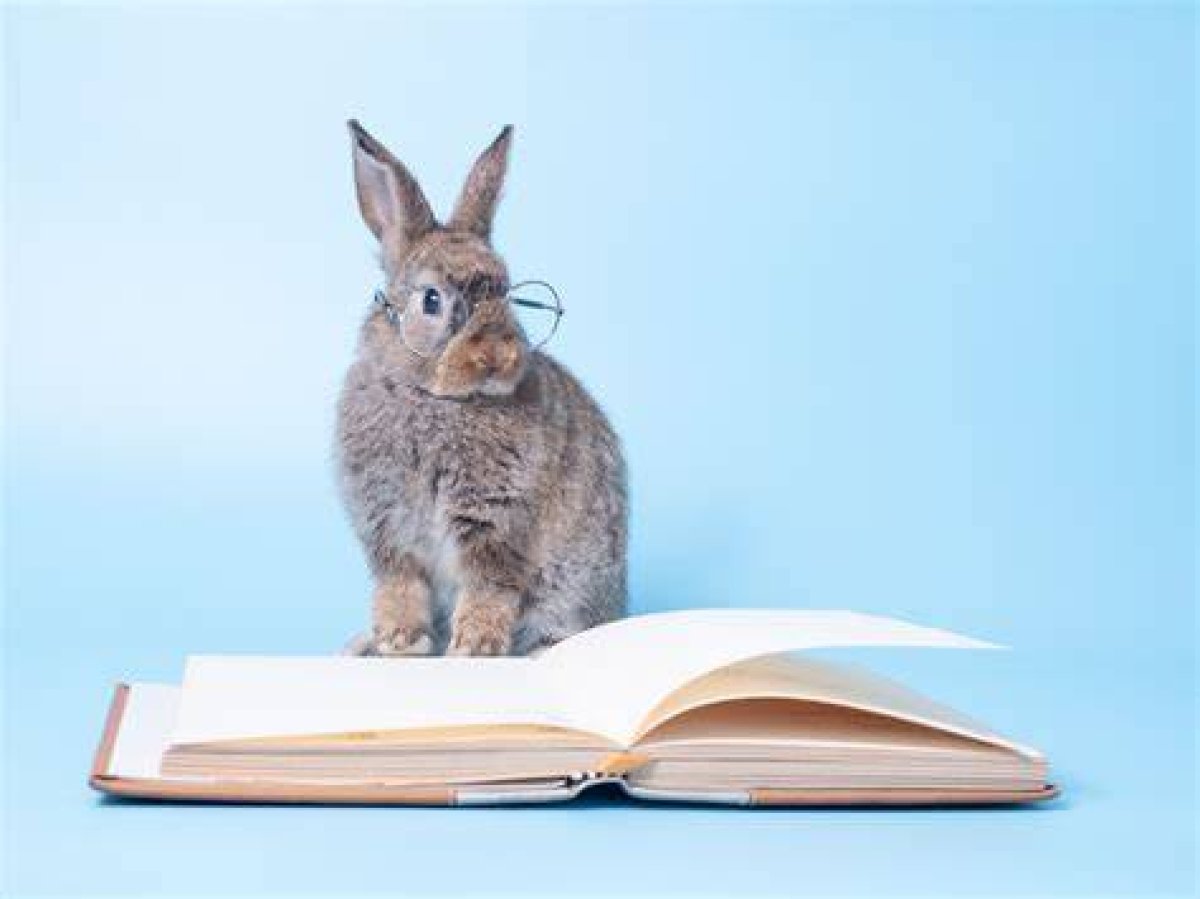 8 Rabbit Idioms to Help You Leap Ahead