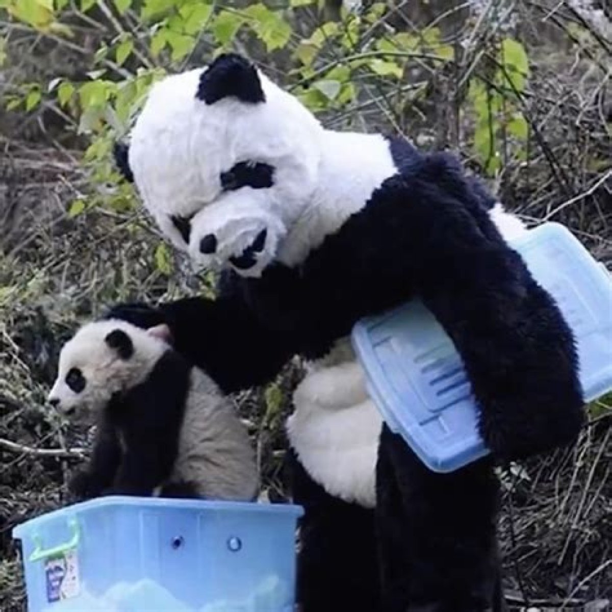 ‘A Bit Weird’: Chinese Wildlife Staff Go Viral for Wearing Panda Suits Smeared with Bear Faeces and Urine to Reduce Human Impact