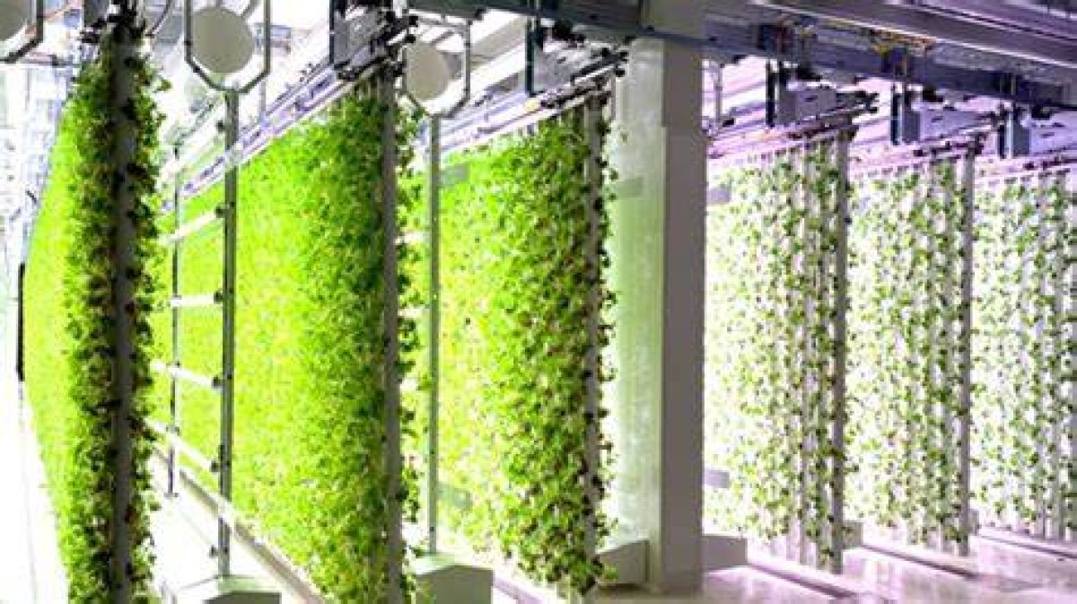 A Giant Indoor Farm in China Is Breeding 6 Billion Cockroaches a Year. Here's Why
