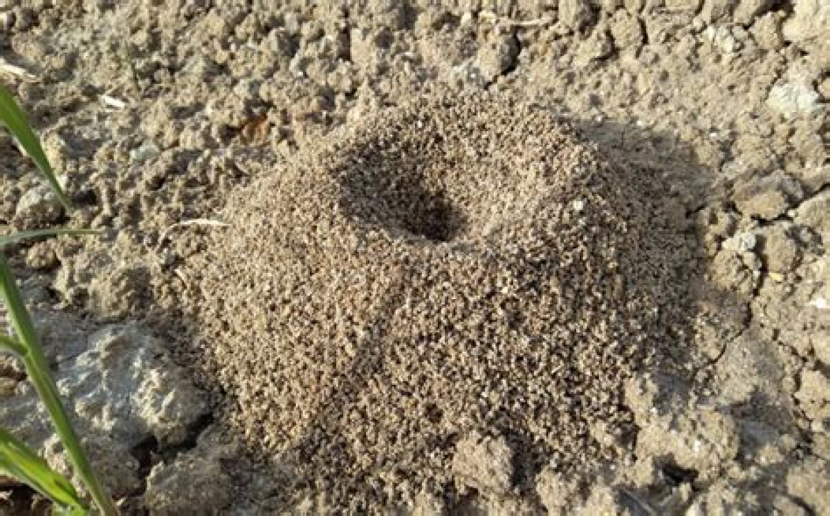 A Lot of Ant Hills in Yard?