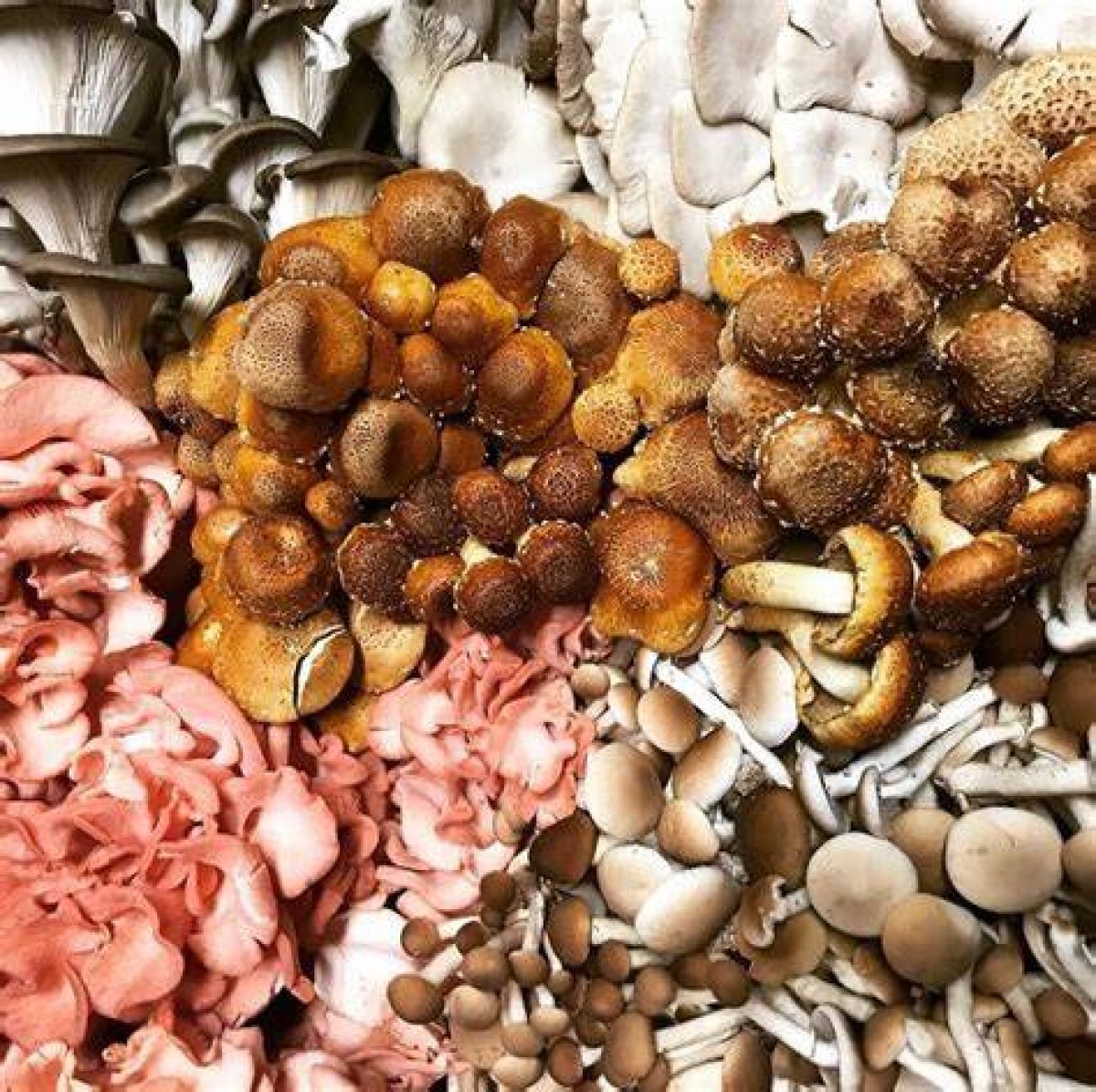 A Mountain of Mushrooms for 200 Tonnes of Tangerines: North and South Korea Swap Gifts of Food in Latest Goodwill Gesture