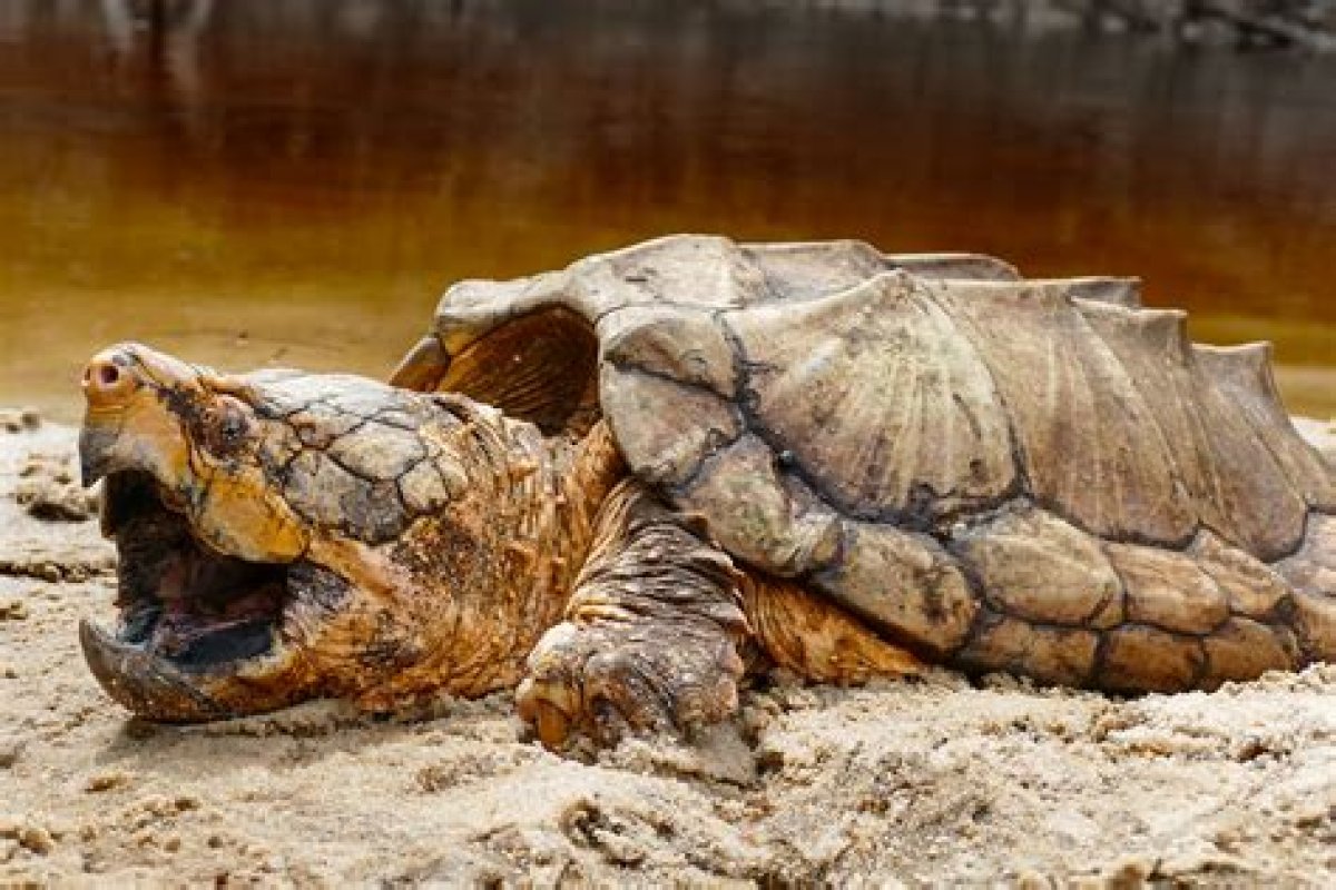 A Picture of a Alligator Snapping Turtle?
