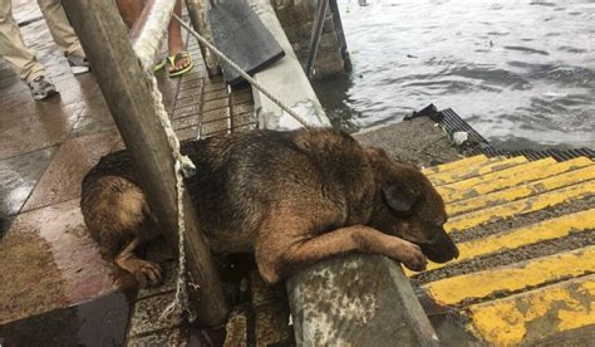 Abandoned Dogs Fall Victim to Typhoon Mangkhut's Power as Animal Welfare Group Urges Hong Kong Pet Owners to Keep Animals Inside During Storms