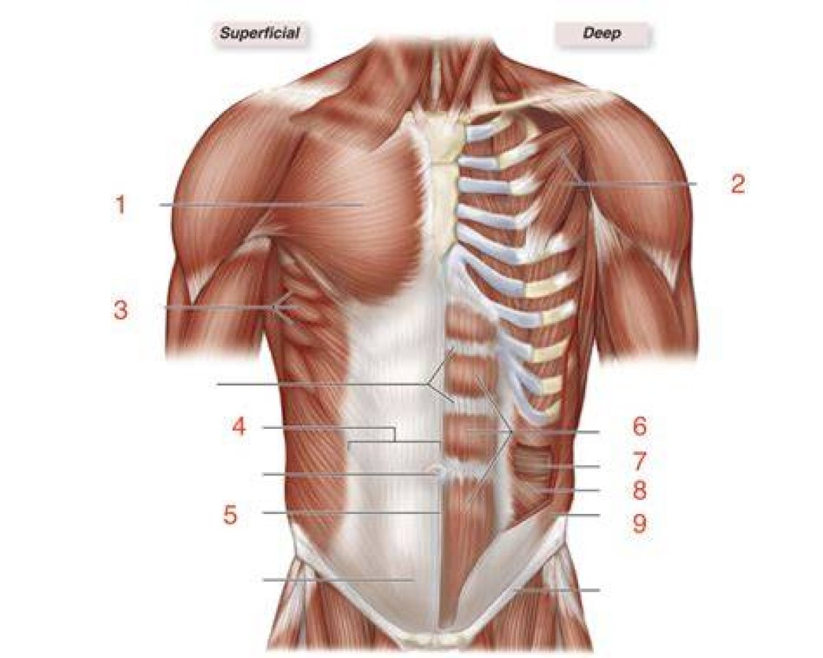 Abdominal and Chest Muscles on Cat Quiz