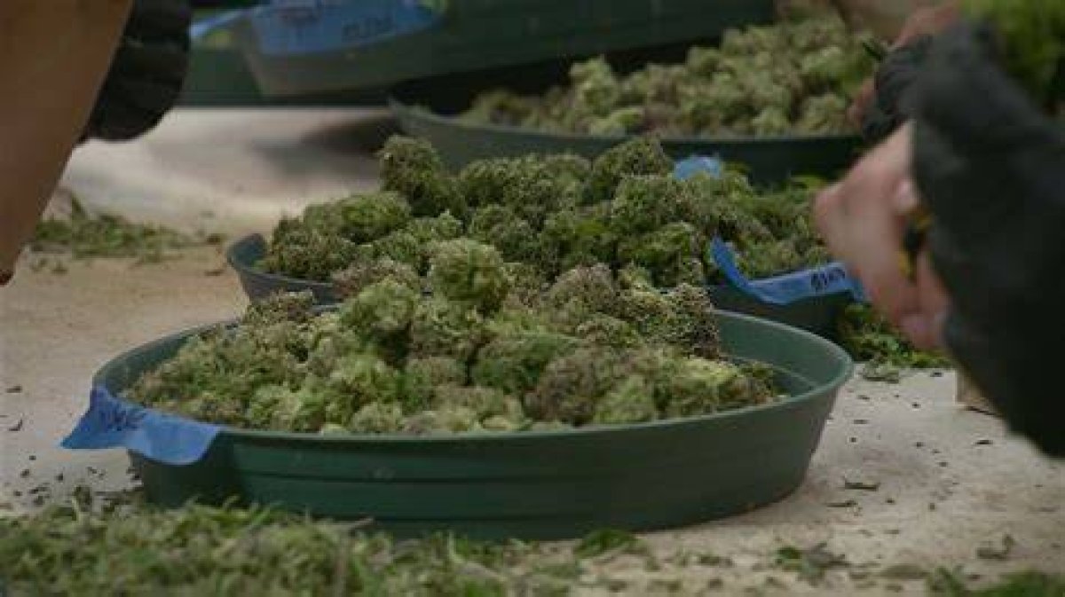 Adults Can Now Legally Possess and Grow Marijuana in Ohio — but There’s Nowhere to Buy It
