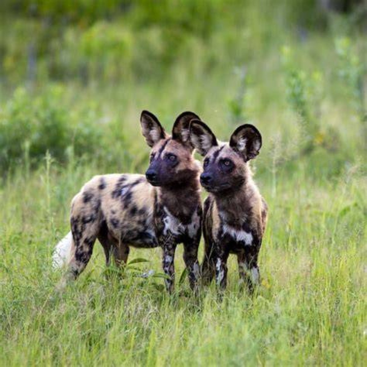 African Wild Dogs: a Brief Encounter in Botswana with the Elusive Apex Predators Under Threat from Humans and Their Myths