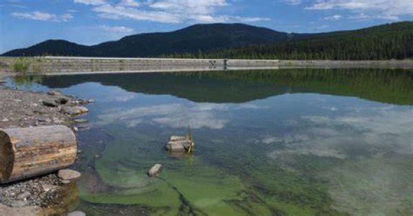 Algal Blooms at Hyalite, Four Corners