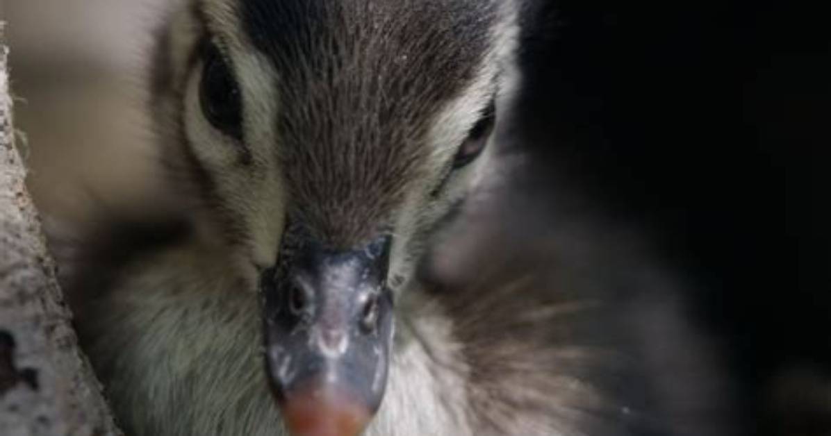 An Original Duckumentary | Jumping Duckling | Nature