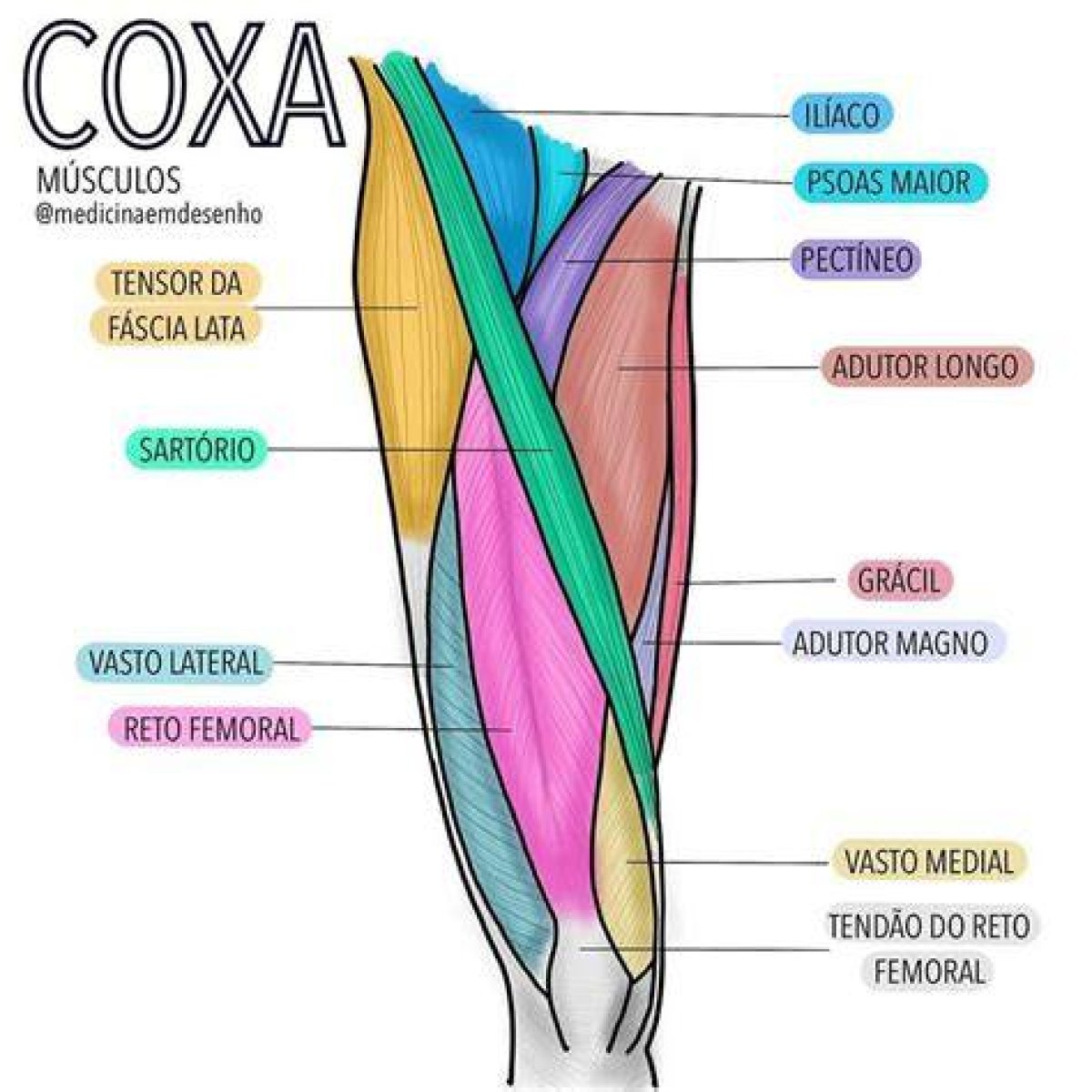 Anatomia - Musculos Da Coxa Quiz