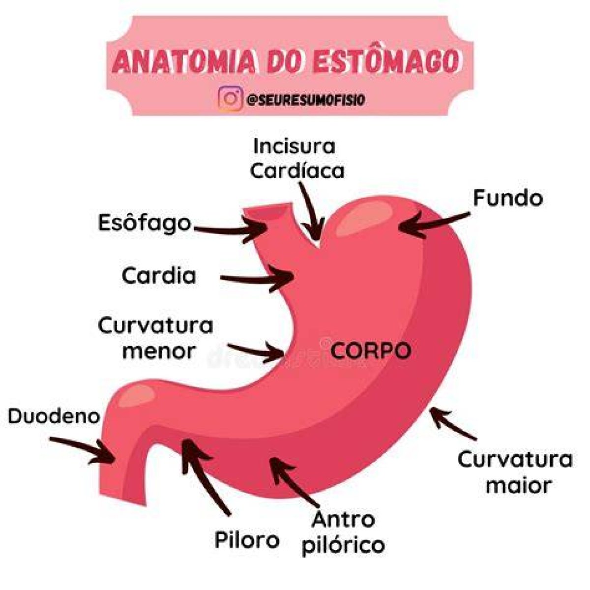 [Anatomia - Sistema Digestorio - Estomago] Quiz