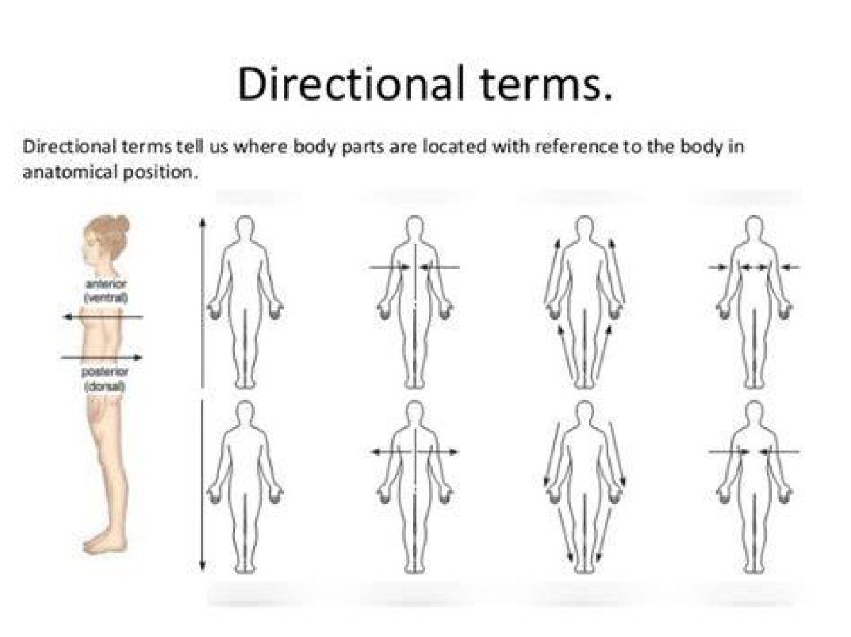 Anatomy Directional Terms Quiz