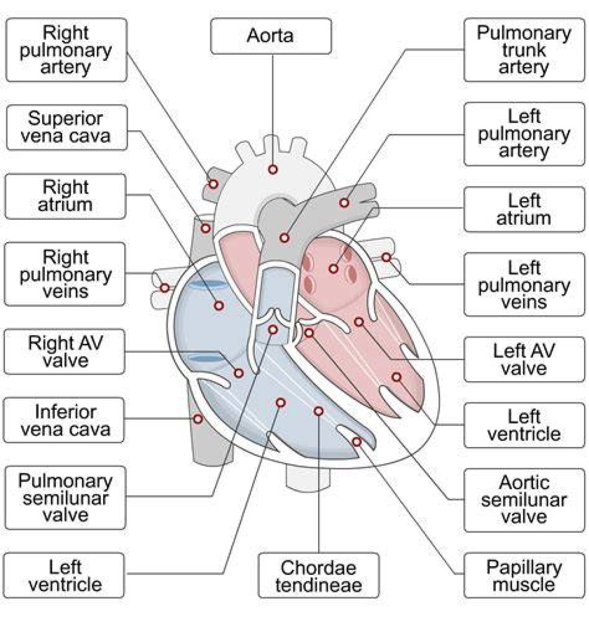 Anatomy of the Human Heart Quiz