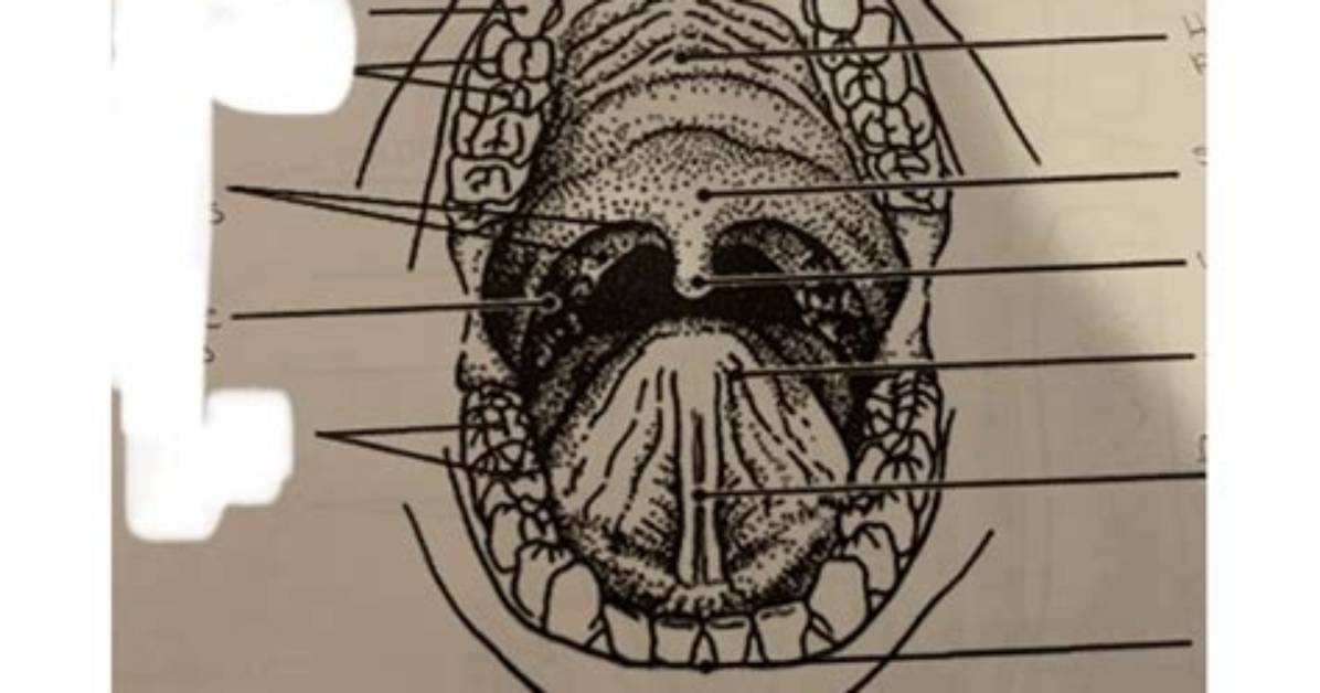 Anatomy of the Mouth Quiz