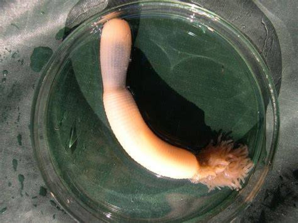 Ancient Relatives of ‘Penis Worms’ Discovered in China Probably Had Brains