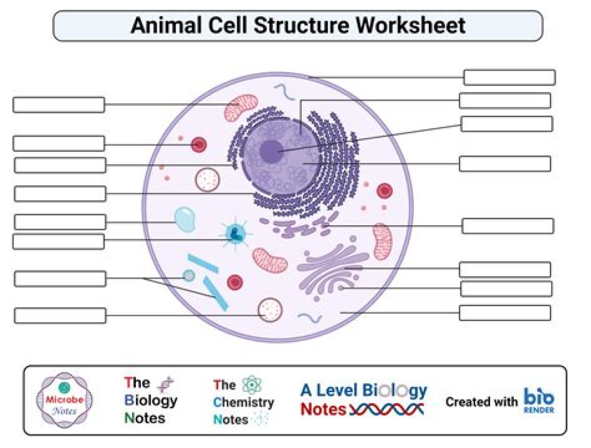 Animal Cell Parts Quiz