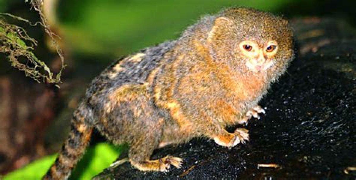 Animal Guide: Pygmy Marmoset | Nature