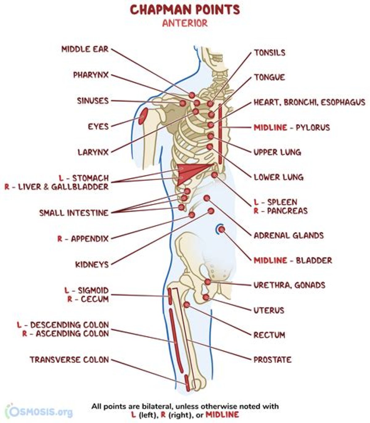 Anterior Chapman Reflex Points Quiz
