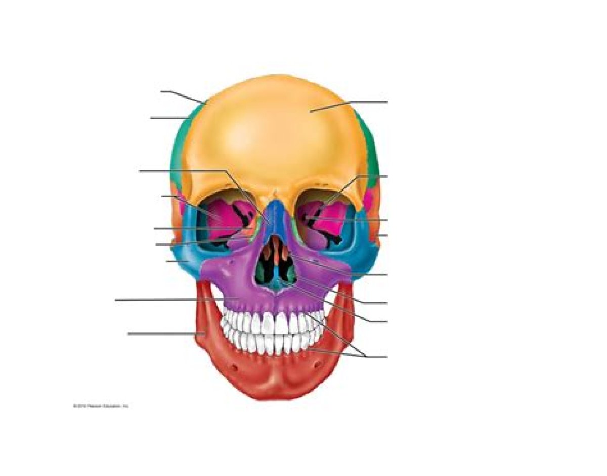Anterior View of the Human Skull Quiz