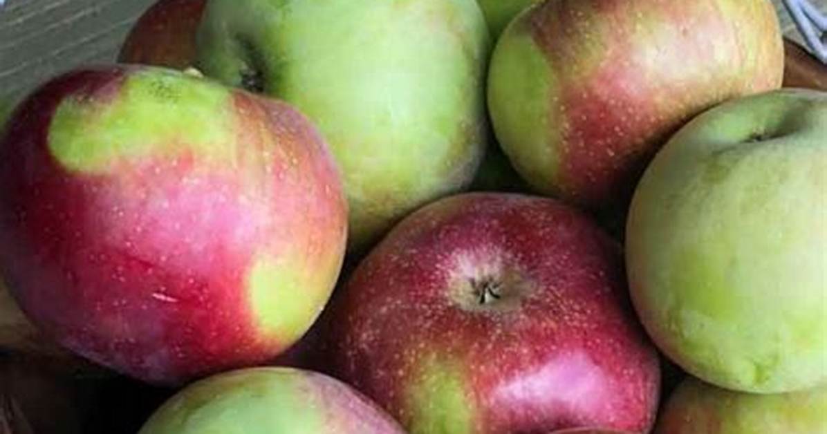 Apple Picking Recipe Ideas