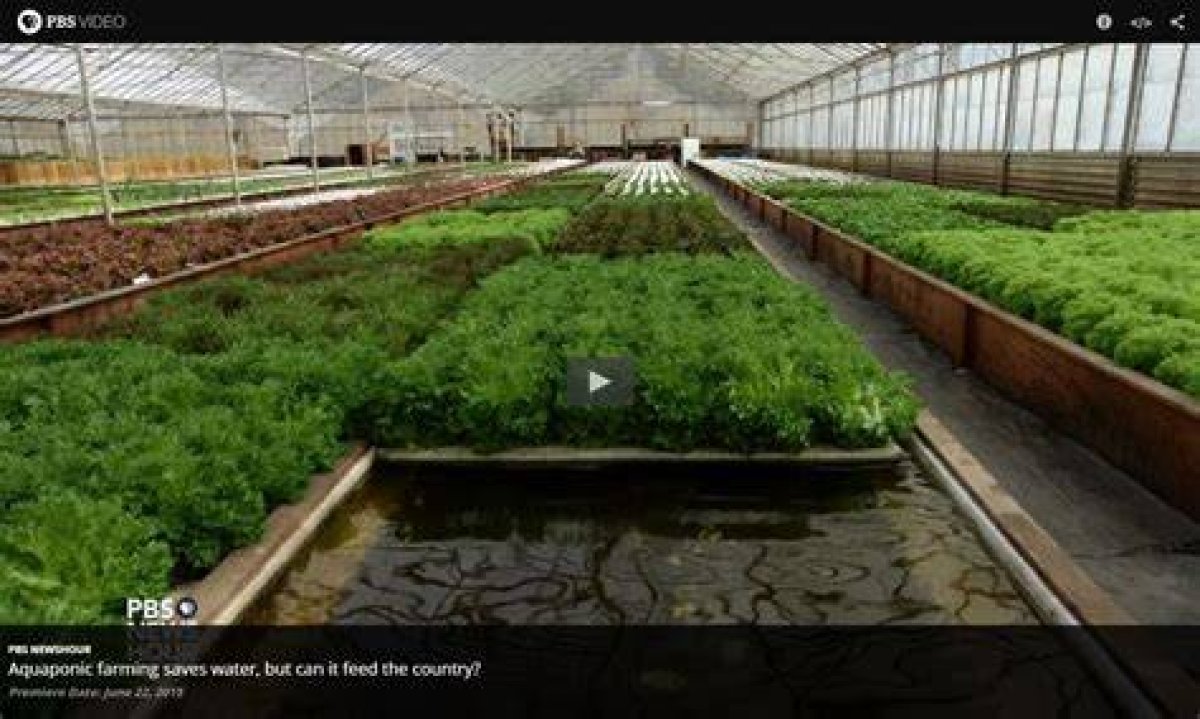 Aquaponic Farming Saves Water, but Can It Feed the Country?