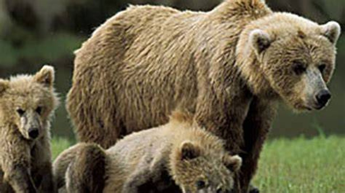 Arctic Bears | Bear Intelligence | Nature