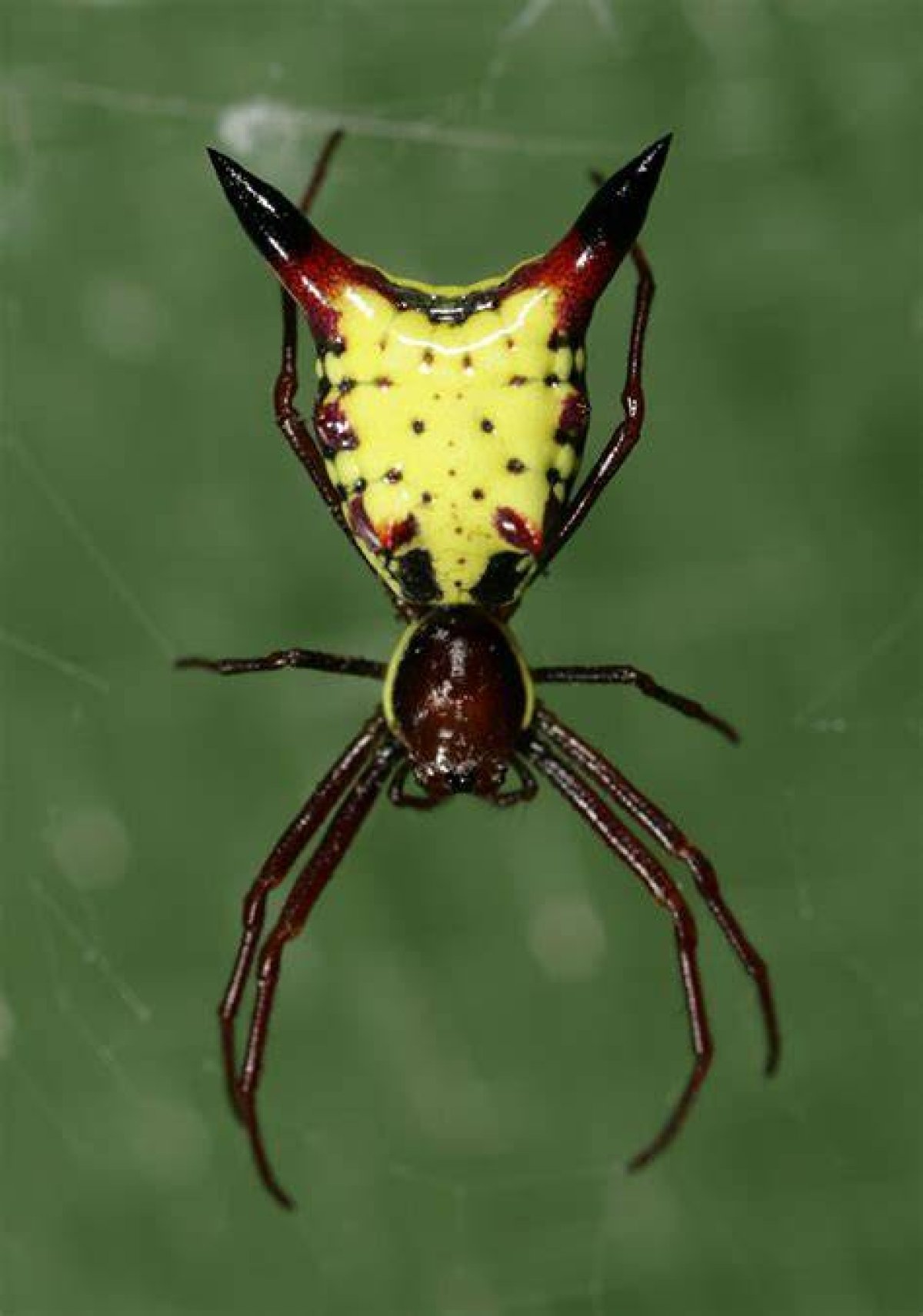 Are Arrow Shaped Micrathena Spiders Poisonous?