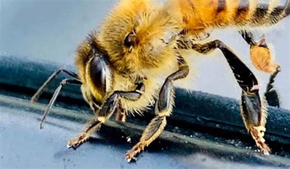Are Bees Attracted to Yellow Shirts?
