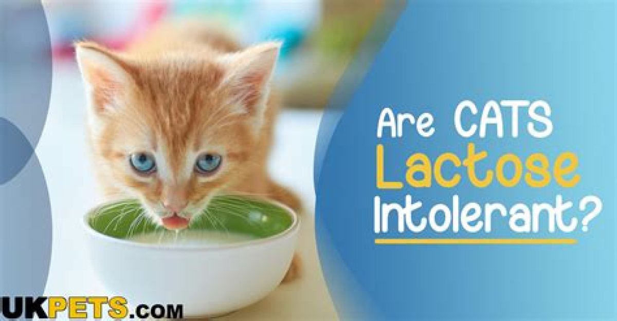Are Birds Lactose Intolerant? - Kylon Powell