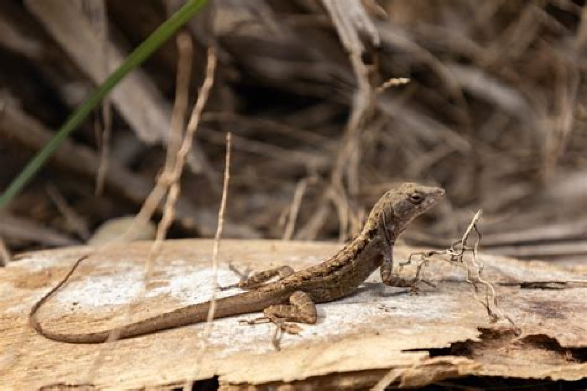 Are Brown Anoles Poisonous? - Kylon Powell