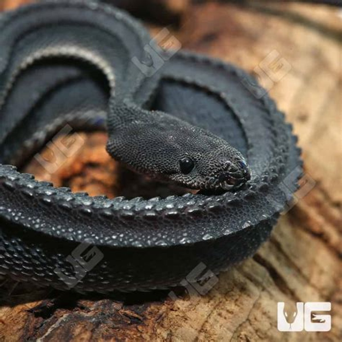 Are Dragon Snakes Venomous? - Kylon Powell