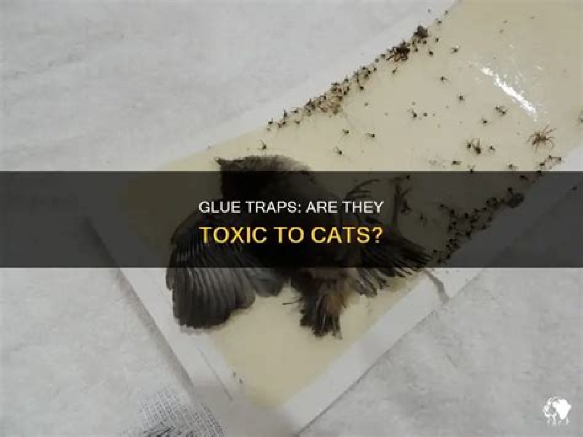 Are Glue Traps Poisonous to Cats?