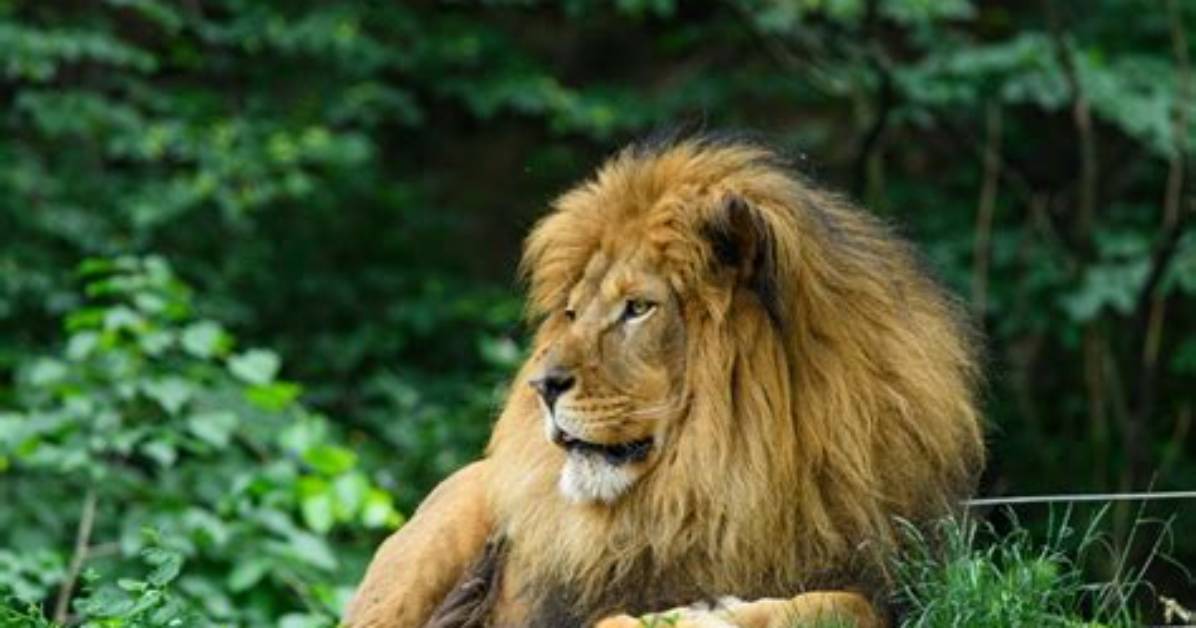 Are Lions Intelligent?
