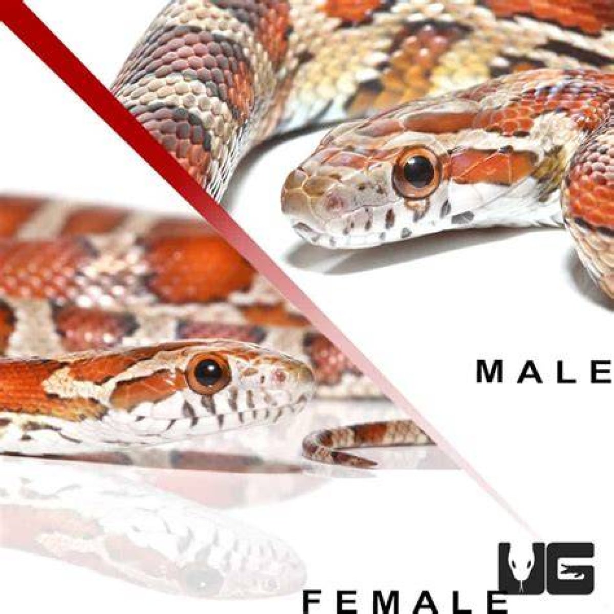 Are Male or Female Corn Snakes Bigger?