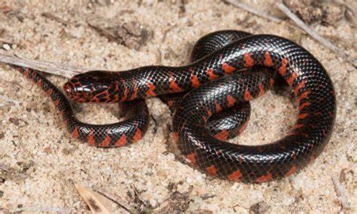 Are Mud Snakes Poisonous? - Kylon Powell