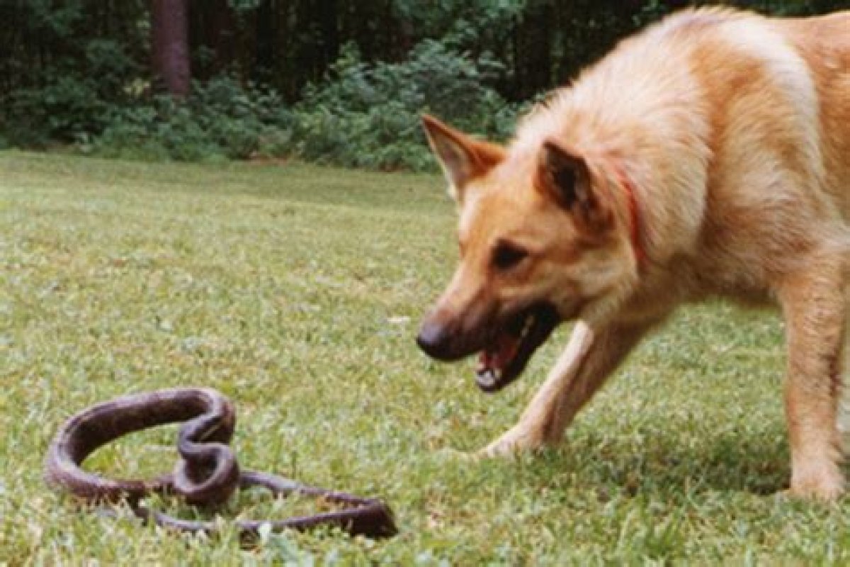 Are Snakes Afraid of Dogs?