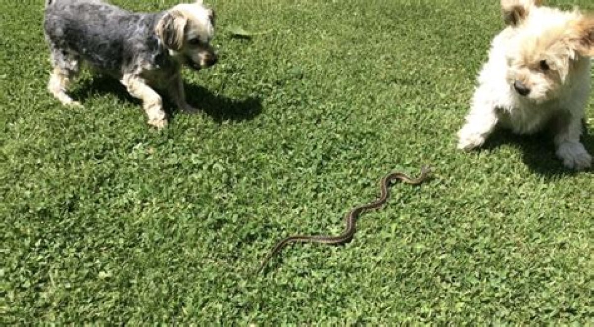 Are Snakes Attracted to Dog Poop?