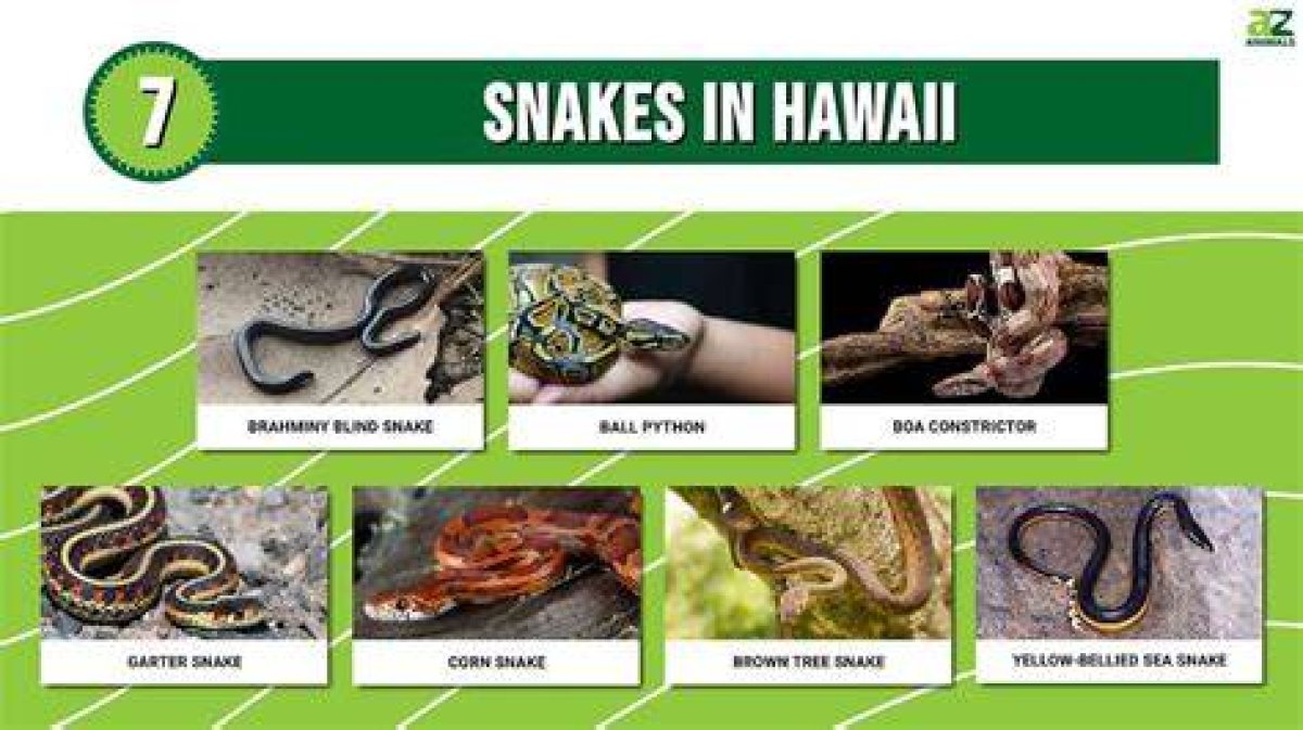 Are Snakes Illegal in Hawaii?