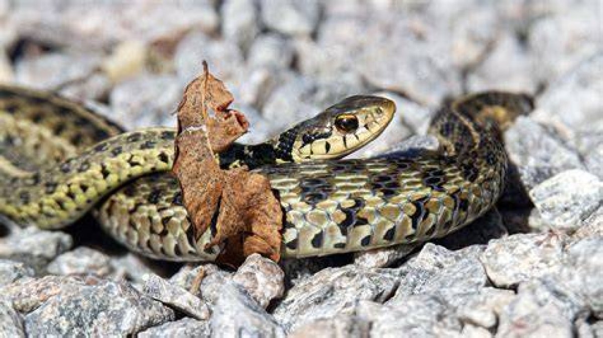 Are Snakes Kosher? - Kylon Powell