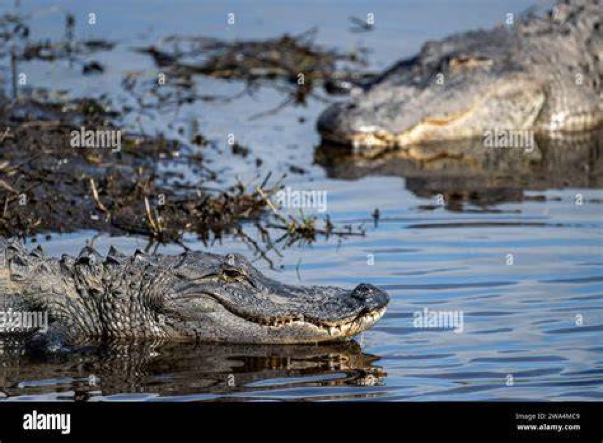 Are There Alligators in Sarasota Bay?