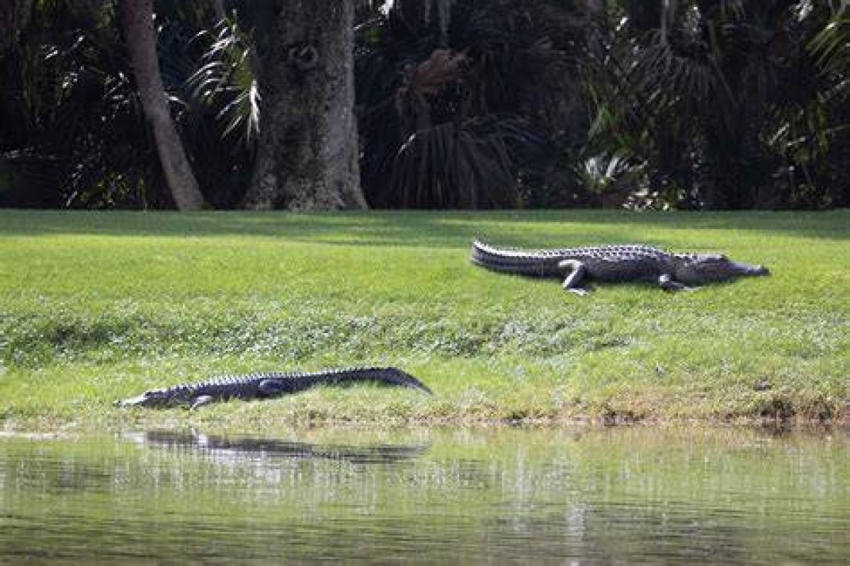 Are There Alligators in Tallahassee?