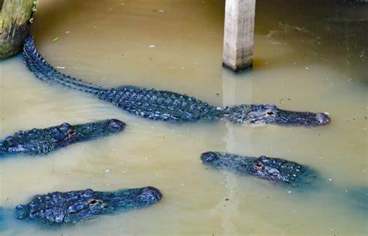 Are There Alligators in Tampa Florida?