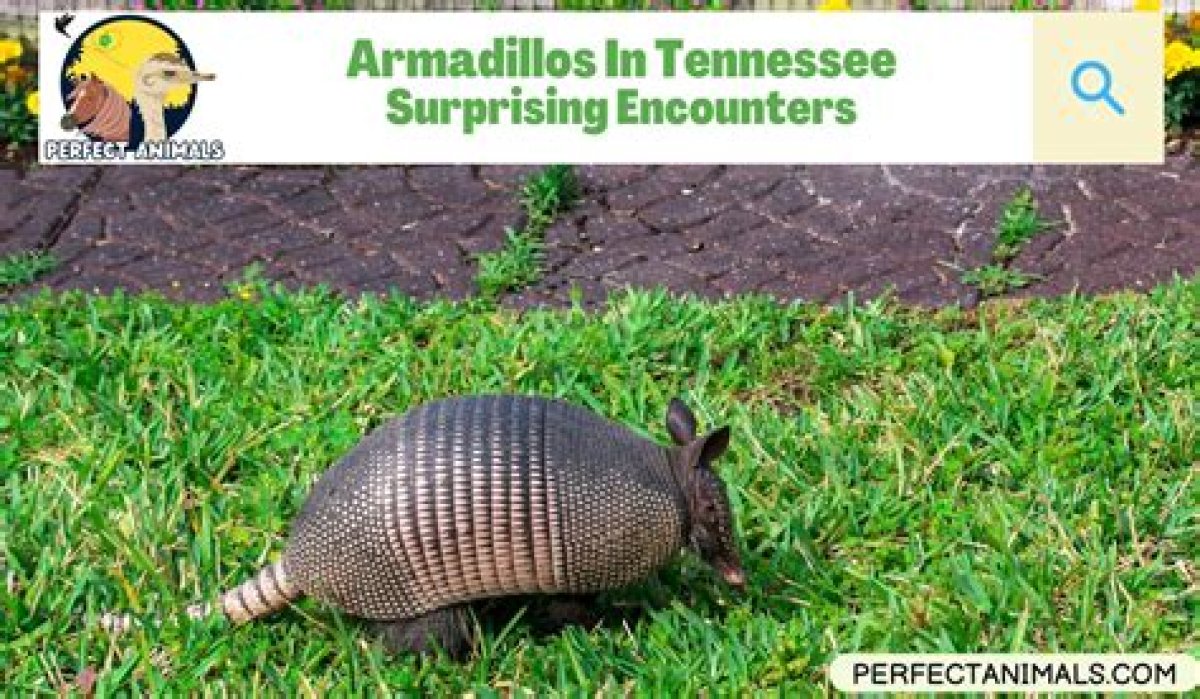 Are There Armadillos in Tennessee?