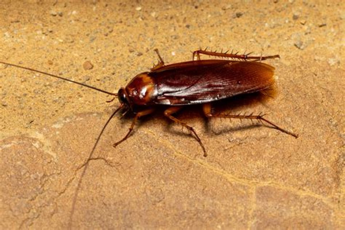 Are There Cockroaches in Idaho?