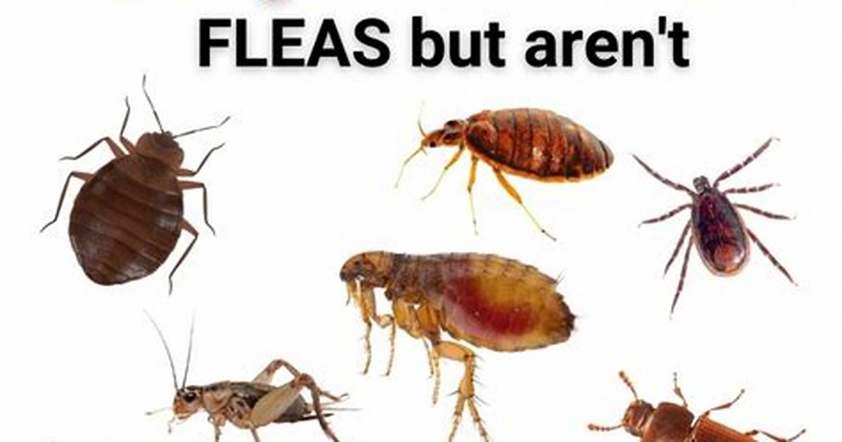 Are There Fleas in Alberta?