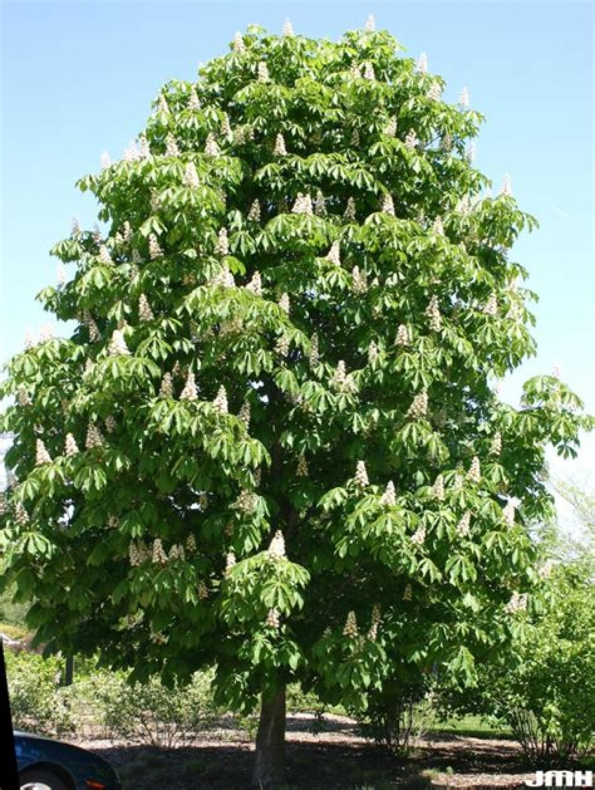 Are There Horse Chestnut Trees in America?