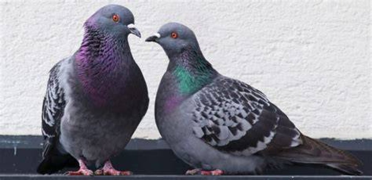 Are There Pigeons in Arizona?