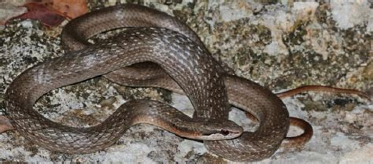 Are There Snakes in the Bahamas?